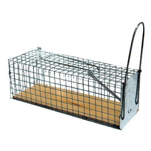 Single-entry galvanized mesh rat trap with wooden base