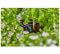 Goutteur arrosage en ligne auto-régulant pour irrigation, 2 l/h, 10 pièces - Gardena - Référence fabricant : GARGO1331720