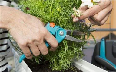 Kit di giardinaggio da balcone