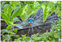 6-in-1 multi-surface micro-sprinkler for flexible irrigation, 2 pieces