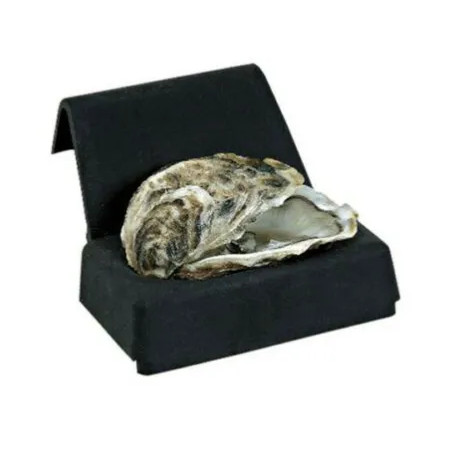 Capocchia d'ostrica nera